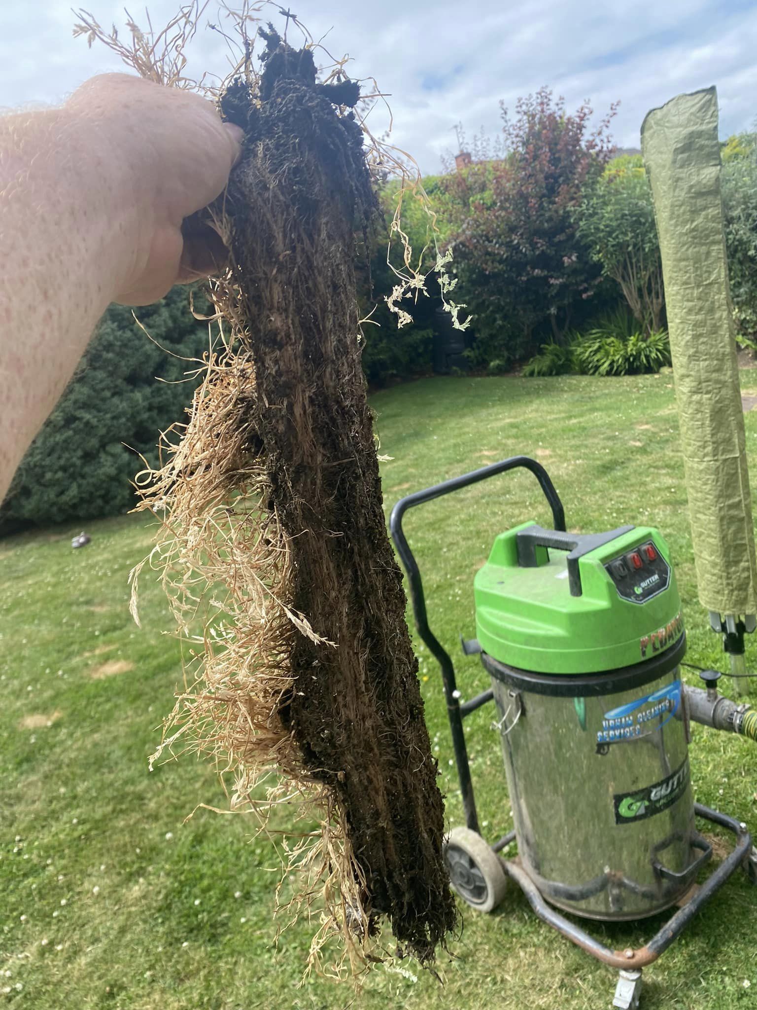 plant removal